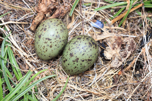 Nest of the Common Gull (Larus canus) photo