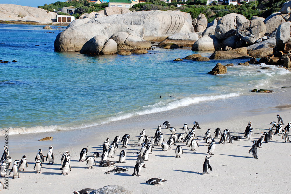 Obraz premium penguin colony on the ocean beach near Capetown