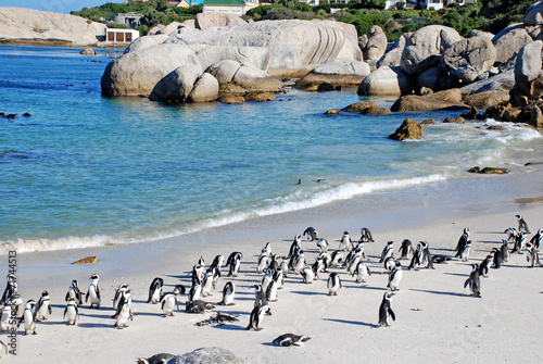 penguin colony on the ocean beach near Capetown