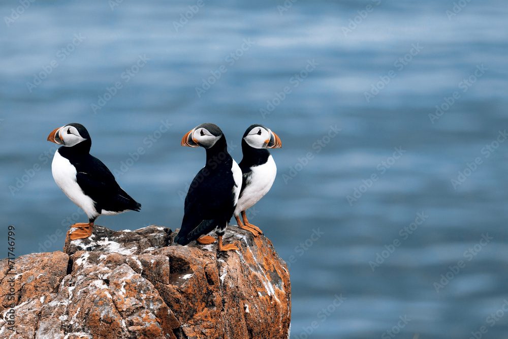 Puffins