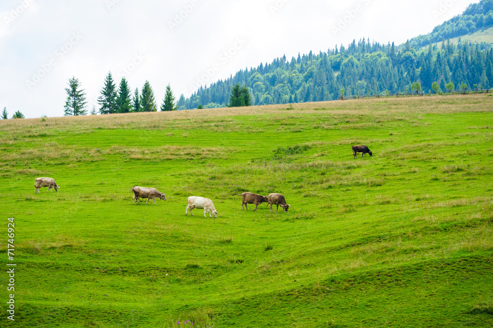Cows herdis grazing in the mountains