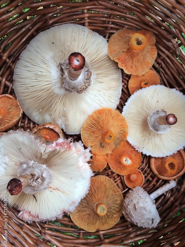 Mushrooms
