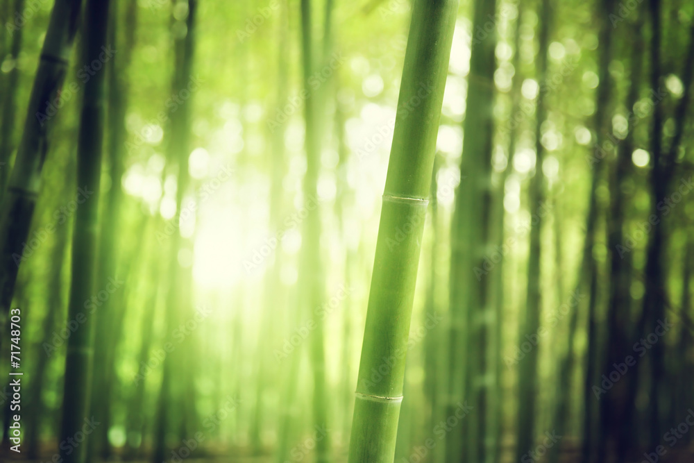 Naklejka premium Bamboo Forest