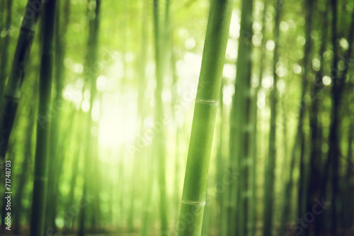 Bamboo Forest #71748703