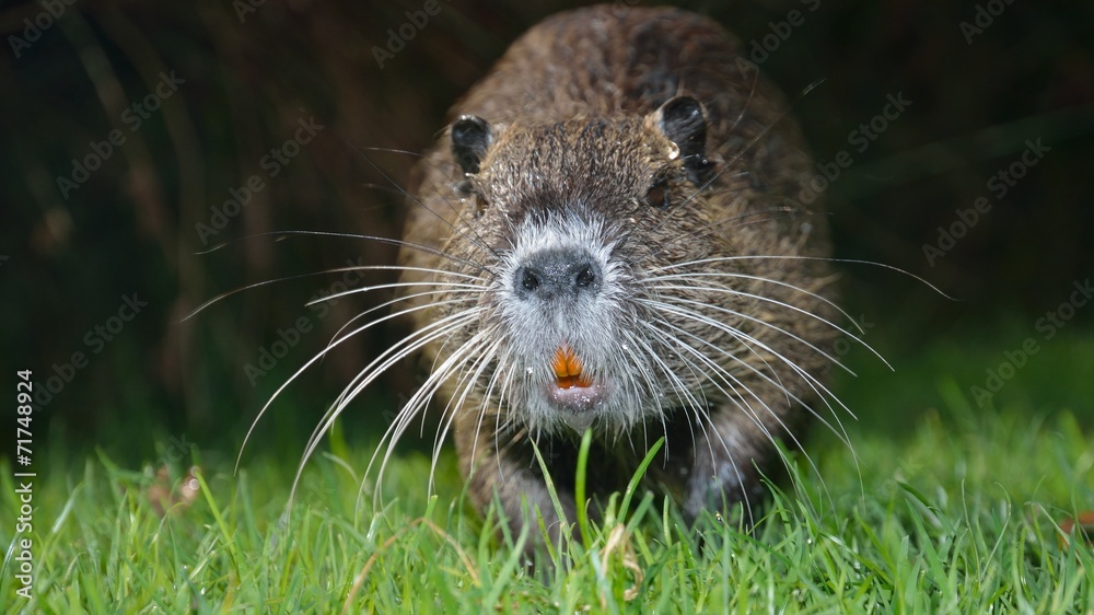 Junges Nutria greift an. Biberratte. Junges Nutria greift an. Biberratte.