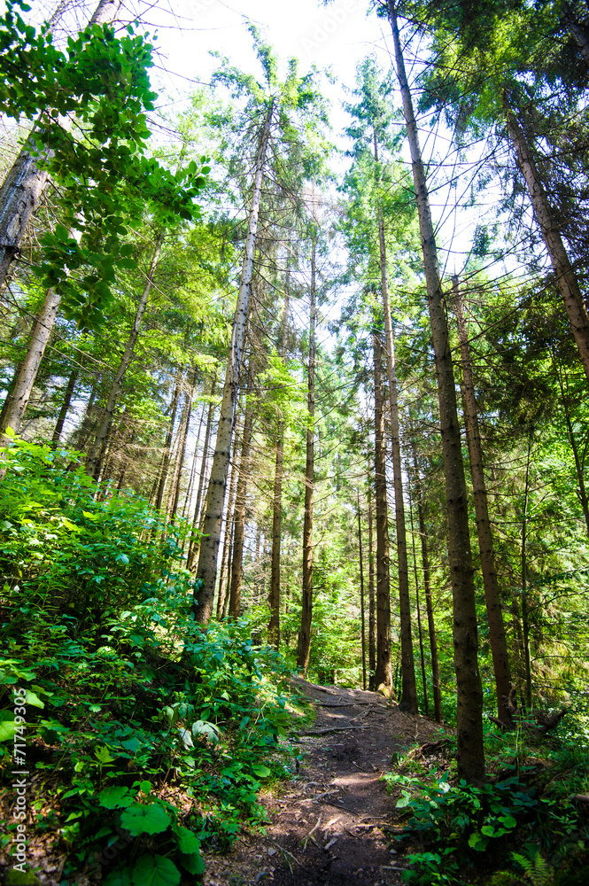 Fototapeta premium beautiful green forest