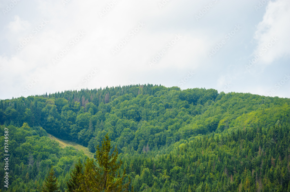 summer in the mountains. Carpathian, Ukraine, Europe.