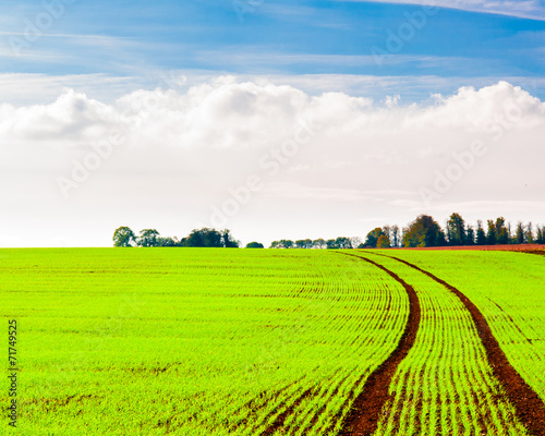 Summer landscape with green field and blue sky