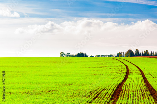 Summer landscape with green field and blue sky