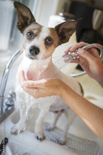 Fototapeta Naklejka Na Ścianę i Meble -  Cute Jack Russell Terrier Getting a Bath in the Sink