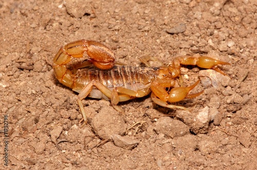 Arizona stripetail scorpion (Vaejovis spinigerus)