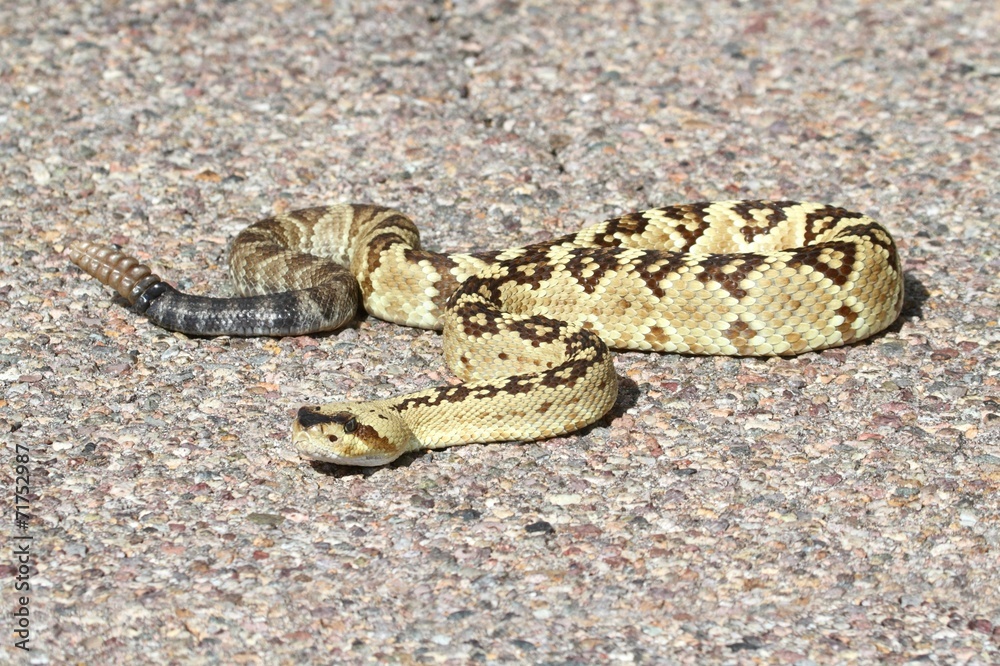 Black-tailed Rattlesnake (Crotalus molossus) Black-tailed Rattlesnake (Crotalus molossus)