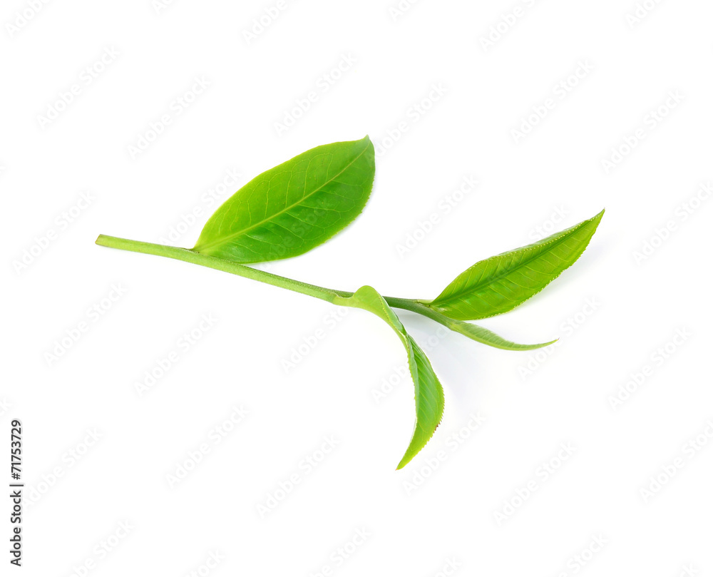 tea leaf isolated on white background