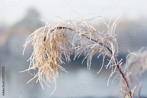 Ветка в инее на фоне осеннего леса