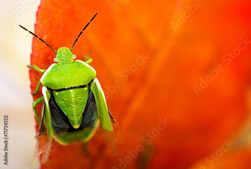 Stink Bug Closeup photo