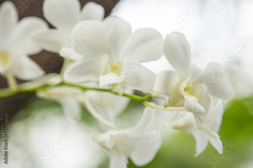 White orchid on green background.
