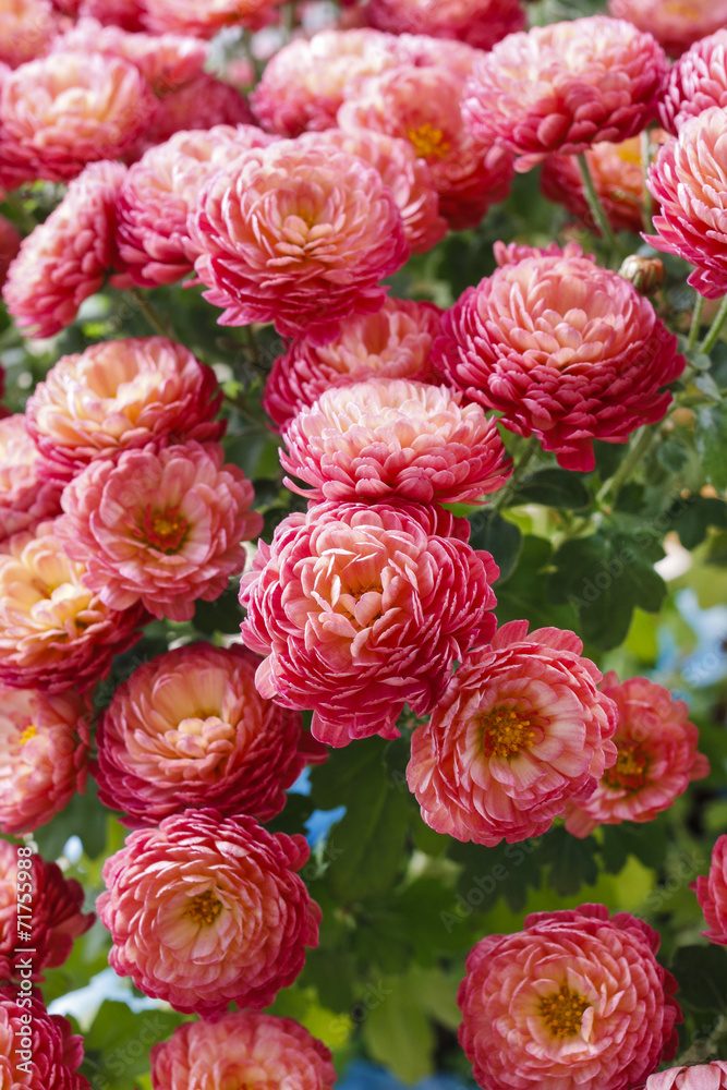 Chrysanthemum flowers background Chrysanthemum flowers background