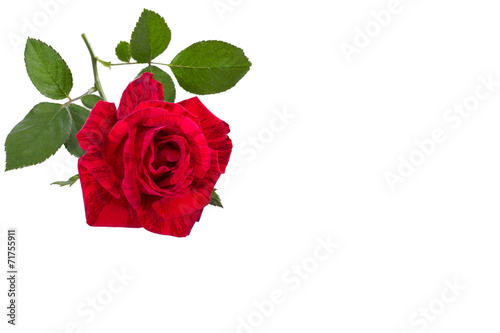 red rose on a stem