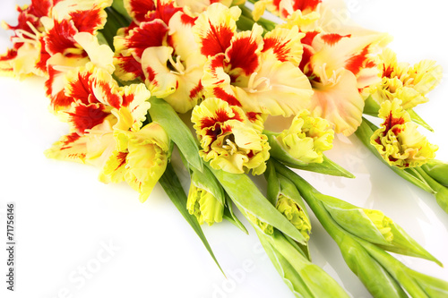 Fototapeta Naklejka Na Ścianę i Meble -  Bright yellow and red gladiolus isolated \ horizontal