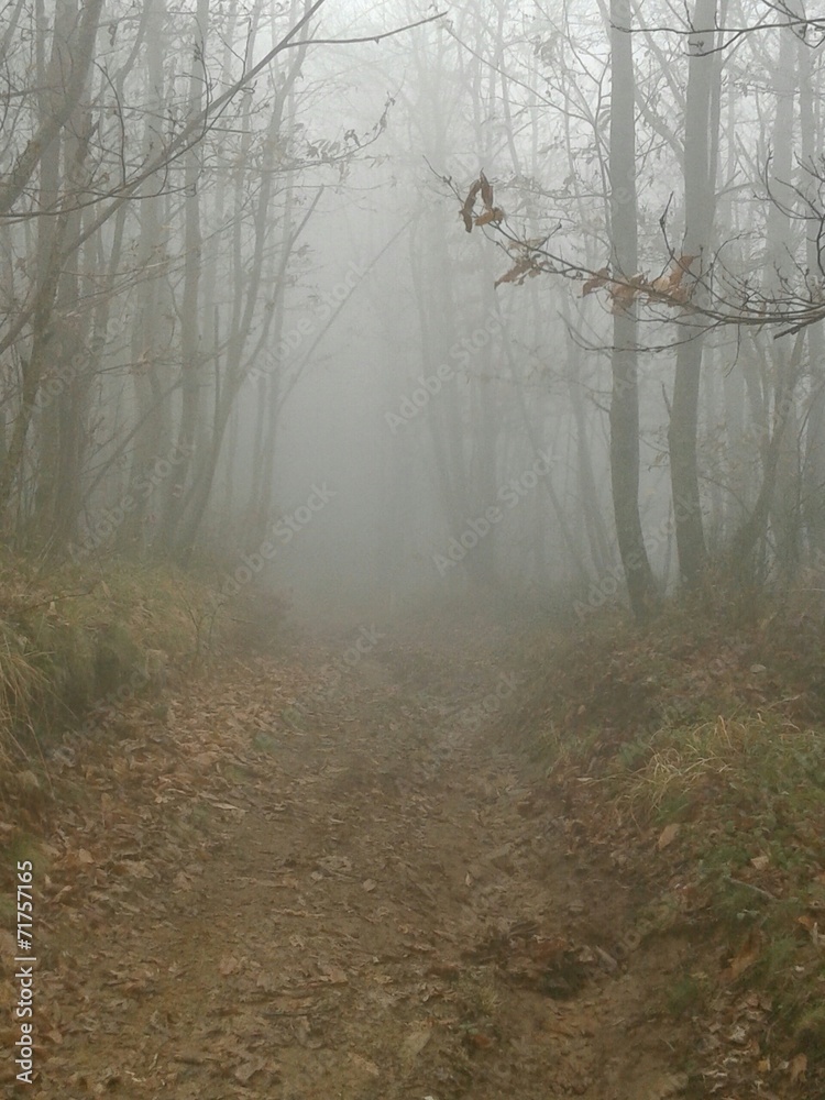 Sentiero tra la nebbia