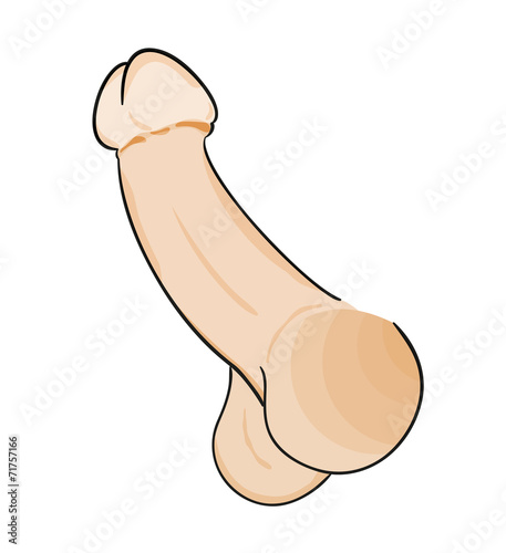 human penis sketch