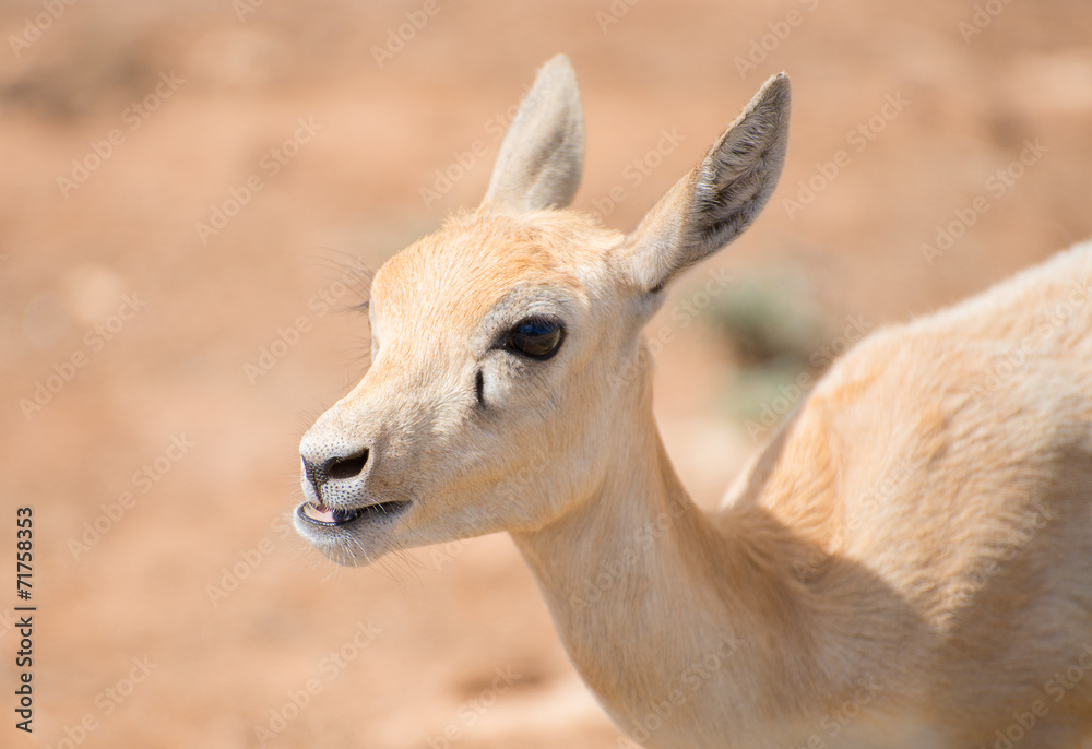 Young antilope walking in national park. Young antilope walking in national park.