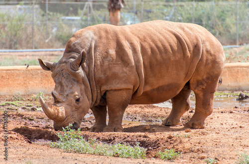 Rhino in national park. Family Rhinocerotidae.