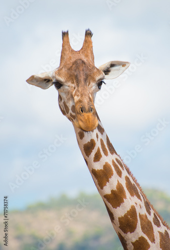 Rothschild's giraffe in national park. photo