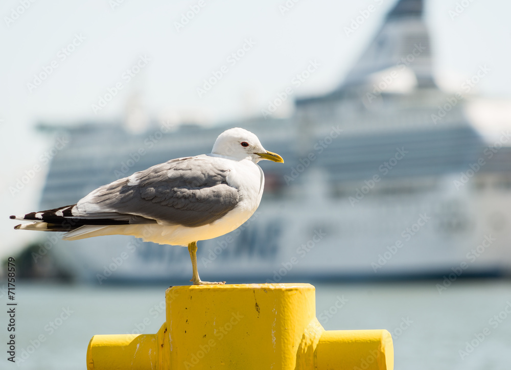 Seagull on Helsinki Harbour