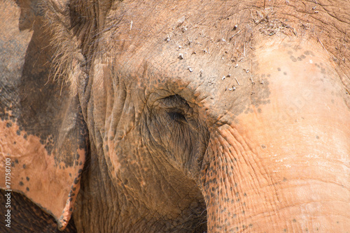 Close-up portrait of elephant's face.