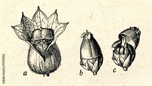 Tableau sur toile Capsule with lid: a henbane, b, c plantain