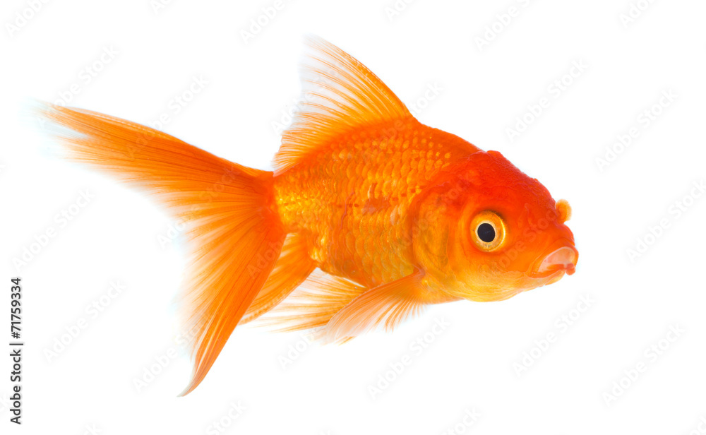 Obraz premium Goldfish