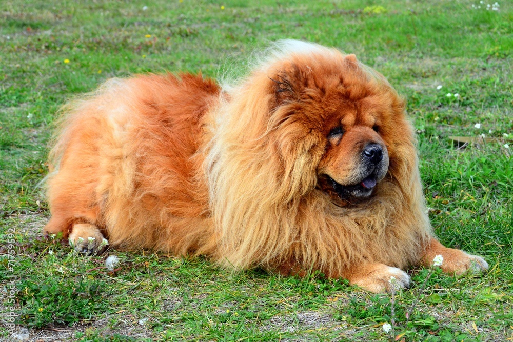 Brown friendly chow-chow dog in the green grass.