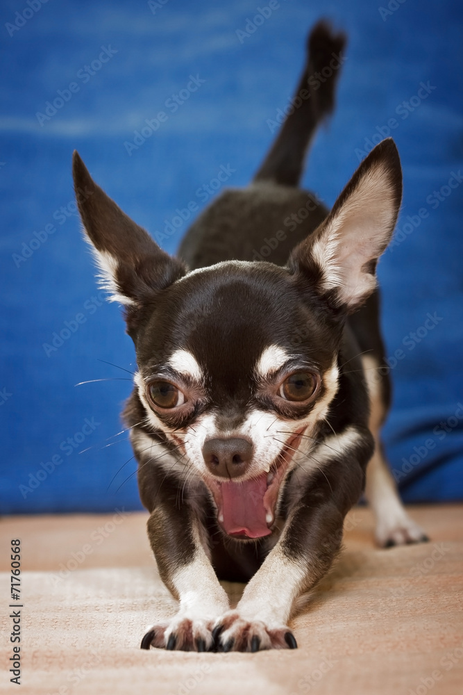 yawning and stretching chihuahua