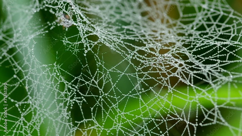 Morning dew on a spider web Morning dew on a spider web