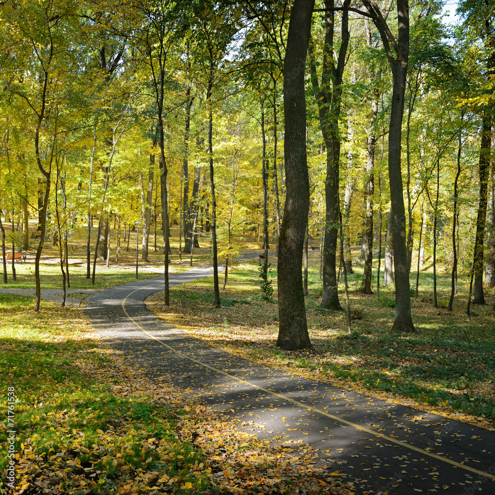 Fallen leaves in autumn park