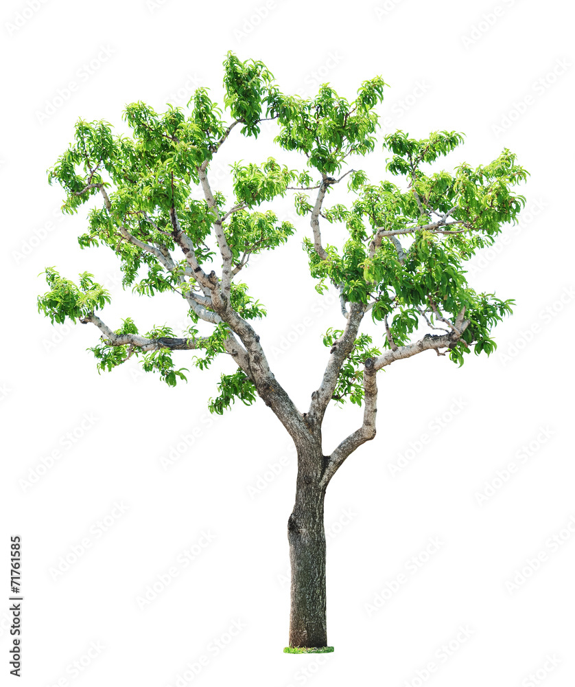 Obraz premium Tree on white background