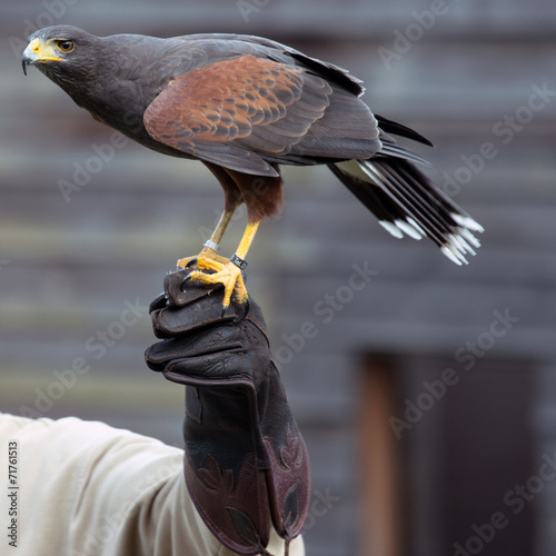 Tapety artystyczne hawk