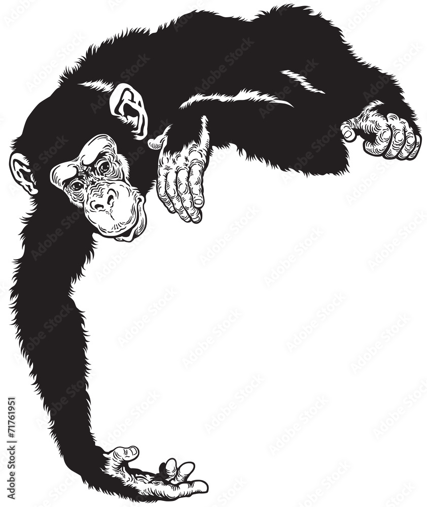 Obraz premium chimpanzee black white