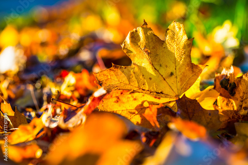 Autumn leaves in autumn colours and lights.Macro