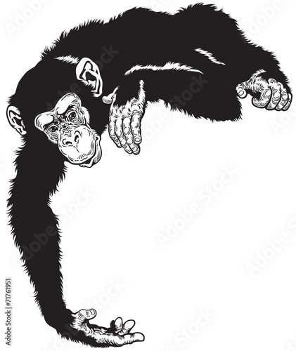 Obraz na płótnie chimpanzee black white