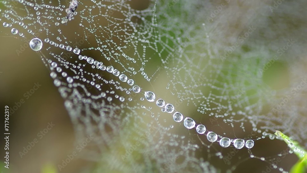 Morning dew on a spider web