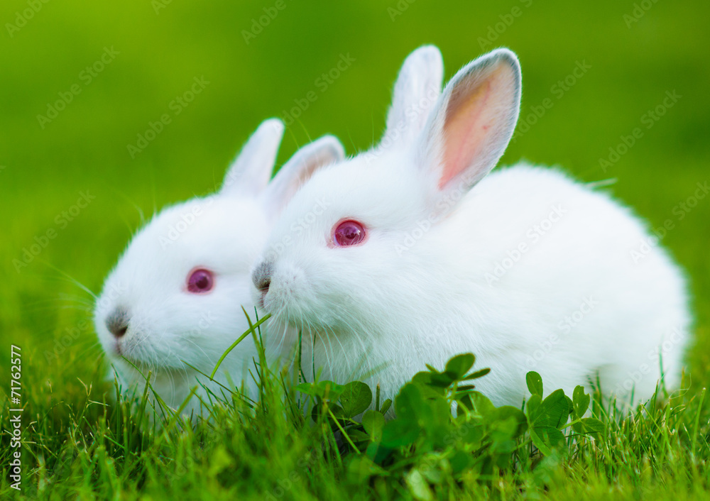 Funny baby white rabbit eating clover in grass Funny baby white rabbit eating clover in grass