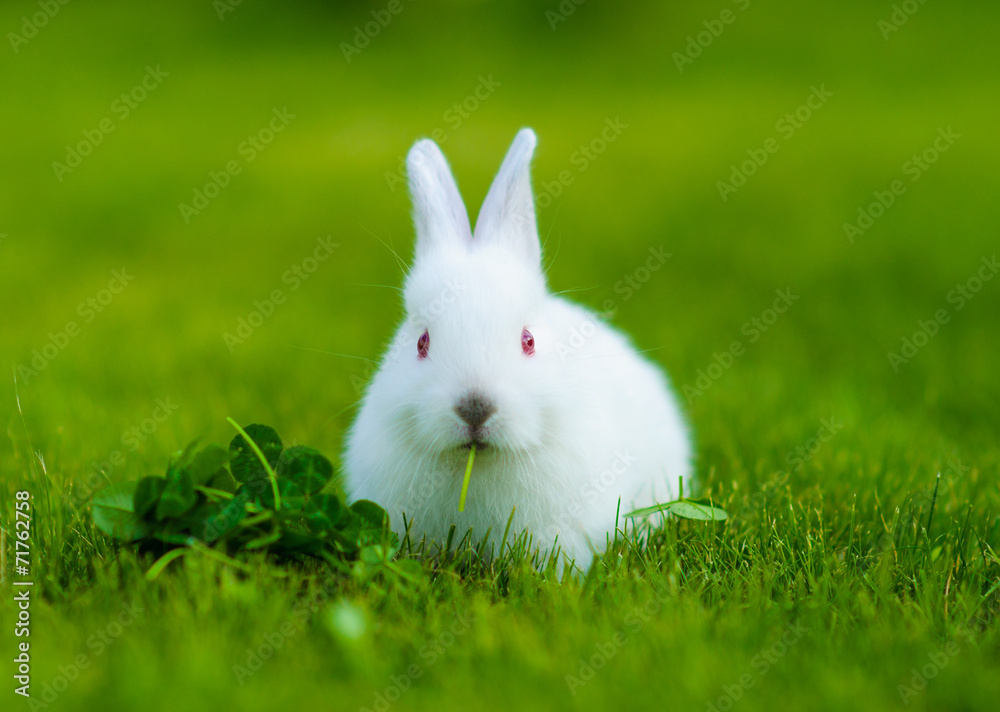 Funny baby white rabbit eating clover in grass Funny baby white rabbit eating clover in grass