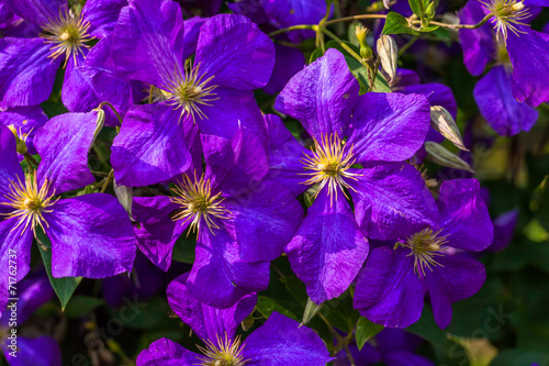 Purple clematis flowers