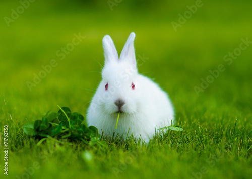 Funny baby white rabbit eating clover in grass