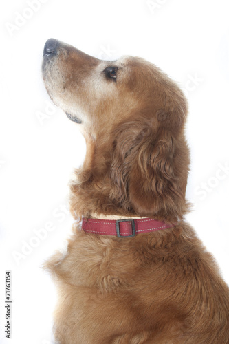 Fototapeta Naklejka Na Ścianę i Meble -  Perro atento marrón sentado
