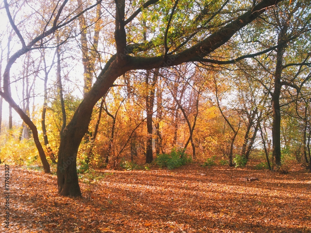 In park at autumn