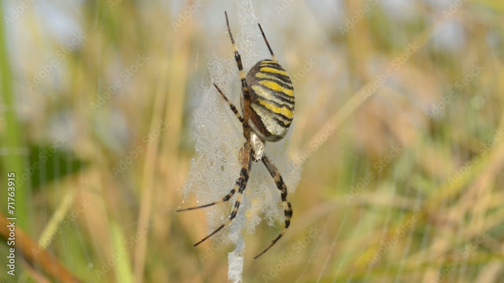 Wespenspinne, Wasp spider, Argiope bruennichi Wespenspinne, Wasp spider, Argiope bruennichi