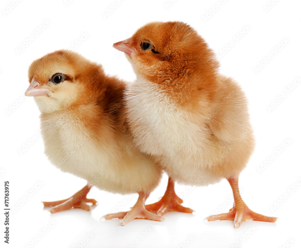 Fototapeta premium Little cute chickens isolated on white